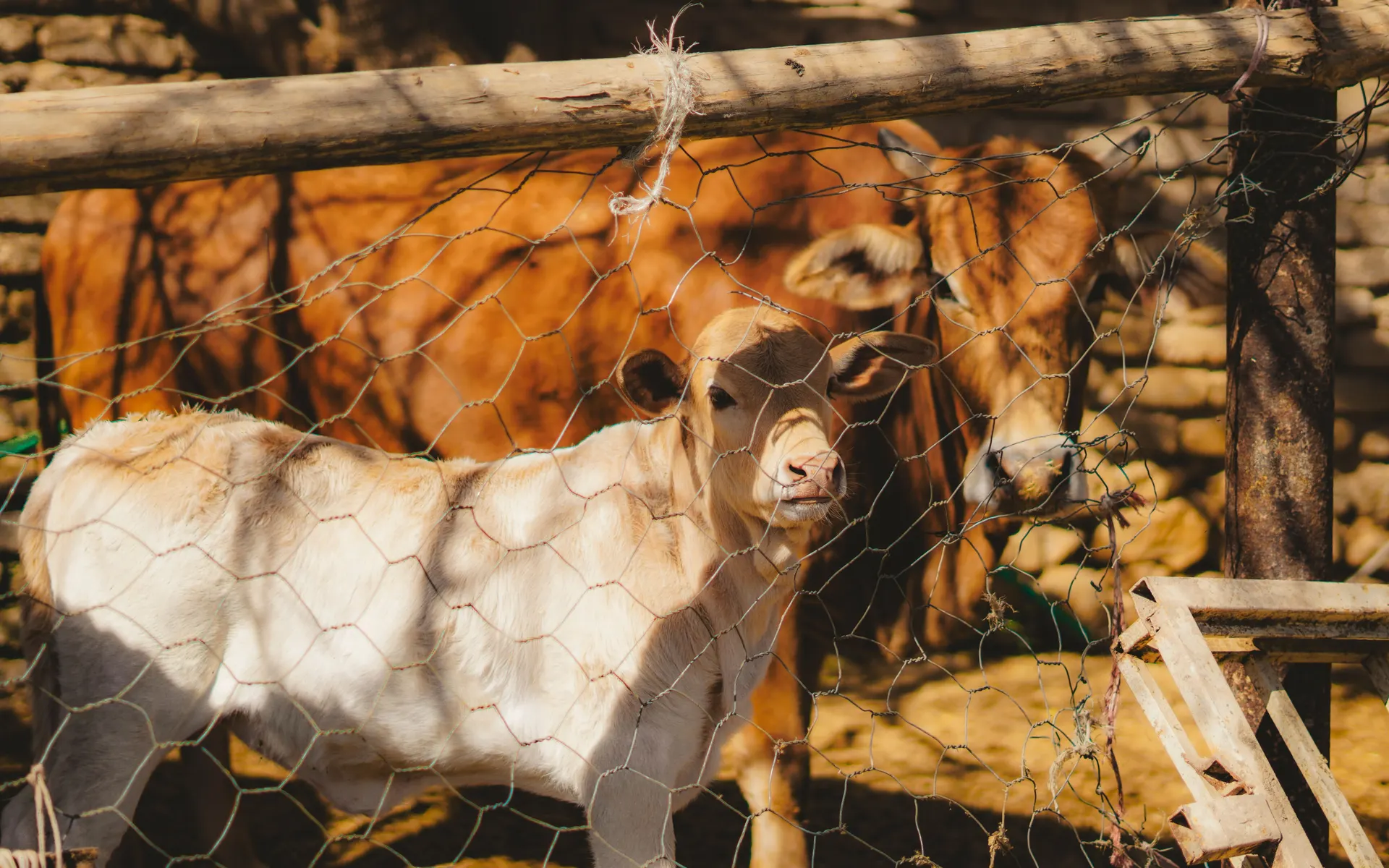 Cattle gathered behind a farm fence